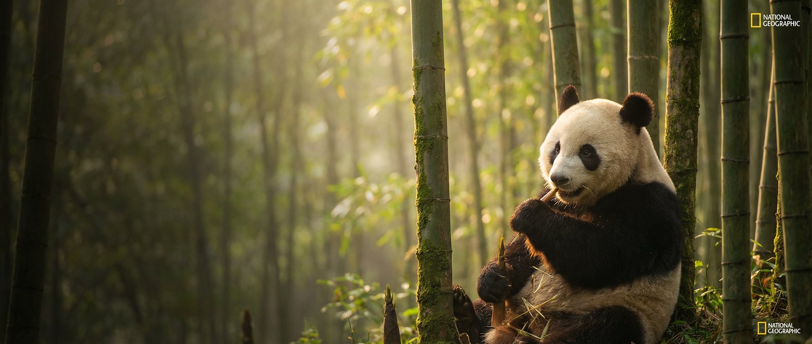 多多视频动物写真与视频社区